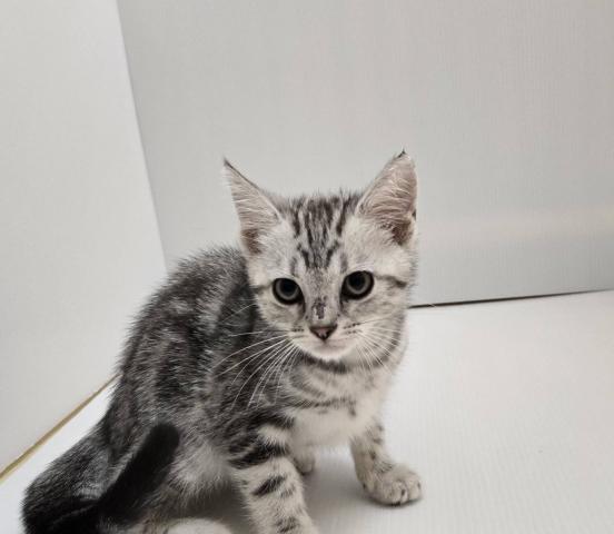 新潟県のアメリカンショートヘアー (ペットアミ 長岡店/2025年7月26日生まれ/男の子/シルバータビー)の子猫