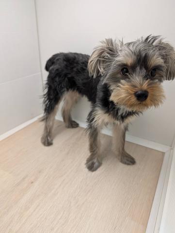 ヨークシャーテリア