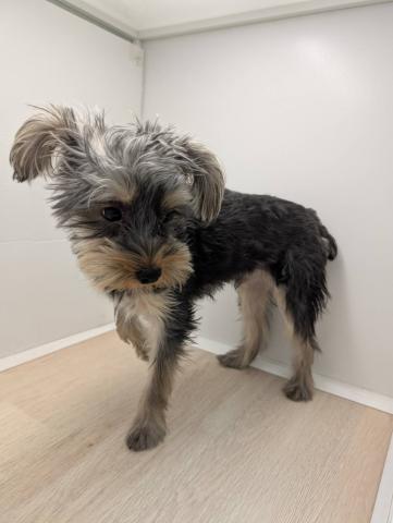 ヨークシャーテリア