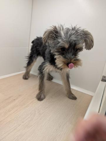 ヨークシャーテリア