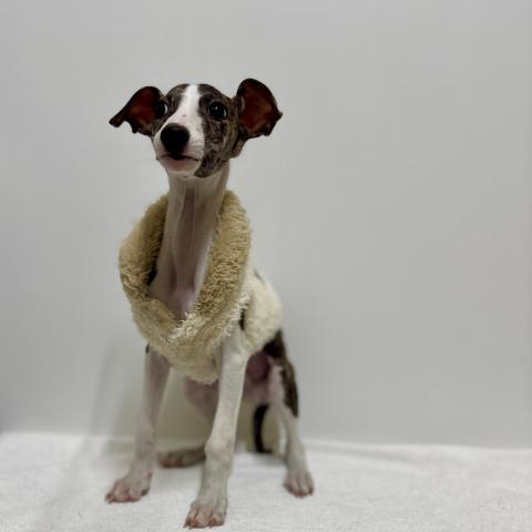 新潟県のウィペット (ペットアミ 加茂店/2025年8月15日生まれ/男の子/ブリンドルホワイト)の子犬