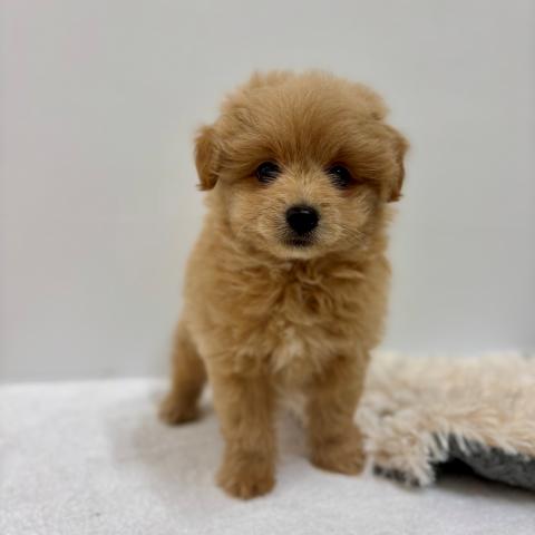 新潟県のポメプー(ポメラニアン×プードル) (ペットアミ 加茂店/2025年5月1日生まれ/男の子/アプリコット)の子犬の2枚目の画像