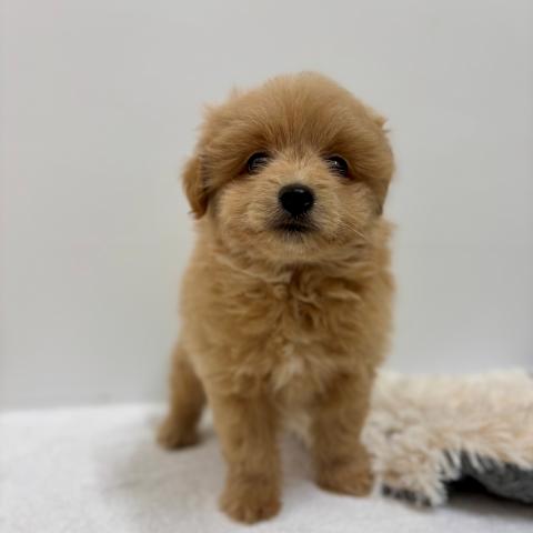 新潟県のポメプー(ポメラニアン×プードル) (ペットアミ 加茂店/2025年5月1日生まれ/男の子/アプリコット)の子犬の3枚目の画像