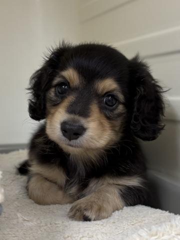 三重県のミニチュアダックスフンド(ロング) (ペットアミ 松阪店/2025年8月16日生まれ/男の子/ブラックタン)の子犬の1枚目の画像