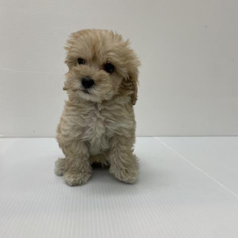 新潟県のマルプー(マルチーズ×プードル) (ペットアミ 新発田店/2025年8月16日生まれ/男の子/アプリコット)の子犬の2枚目の画像