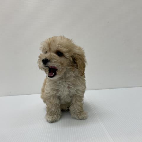 新潟県のマルプー(マルチーズ×プードル) (ペットアミ 新発田店/2025年8月16日生まれ/男の子/アプリコット)の子犬の3枚目の画像