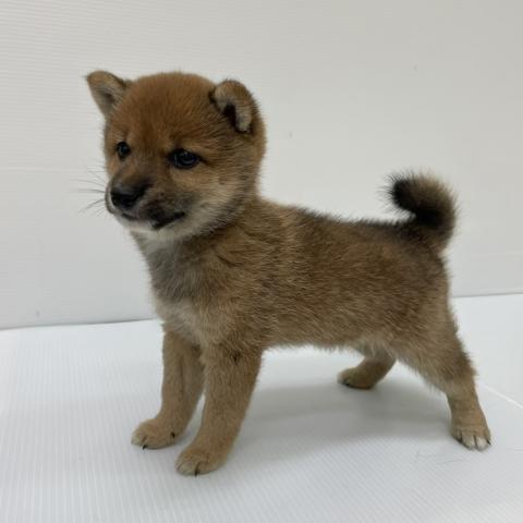 新潟県の柴犬(標準サイズ) (ペットアミ 新発田店/2025年8月9日生まれ/男の子/赤)の子犬の3枚目の画像