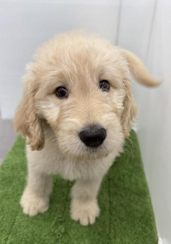 秋田県のラブラドゥードル(ラブラドールレトリーバー×プードル) (ペットアミ 本荘インター店/2025年7月5日生まれ/男の子/クリーム)の子犬の1枚目の画像