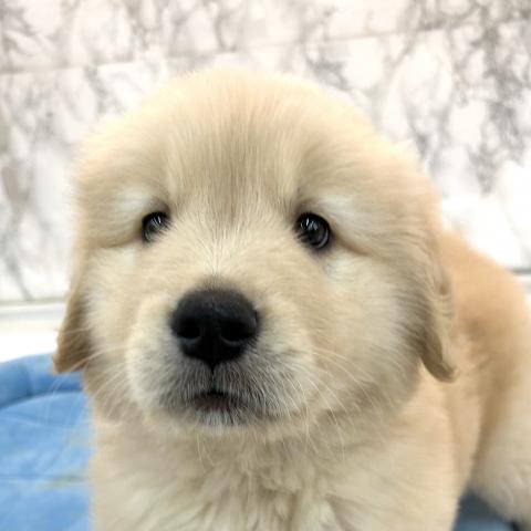 ゴールデンレトリーバー