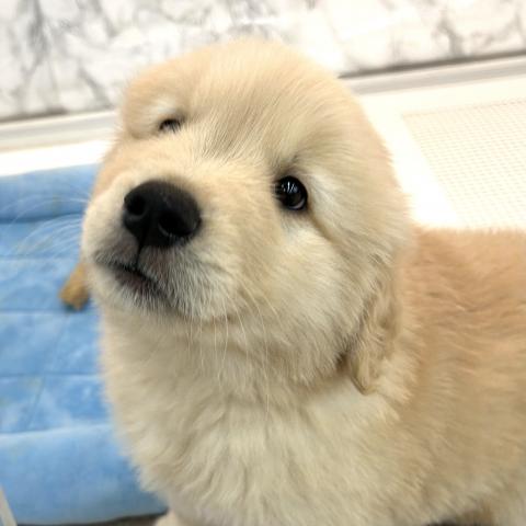 ゴールデンレトリーバー