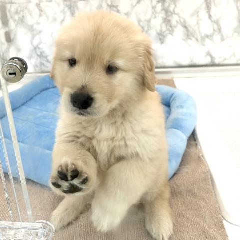 ゴールデンレトリーバー