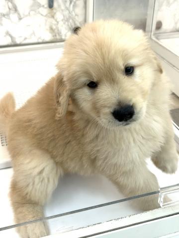 ゴールデンレトリーバー