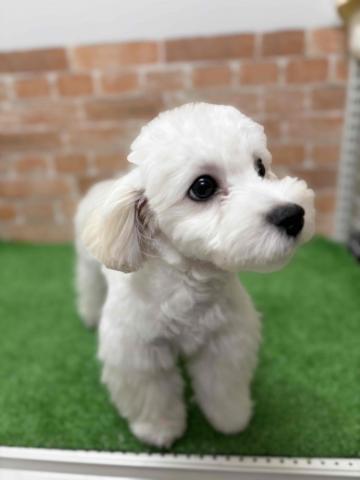 新潟県のマルプー(マルチーズ×プードル) (ペットアミ 柏崎店/2025年6月13日生まれ/男の子/クリーム)の子犬の2枚目の画像