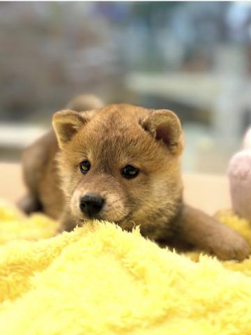 新潟県の柴犬(標準サイズ) (ペットアミ 柏崎店/2025年8月29日生まれ/男の子/レッド)の子犬の4枚目の画像