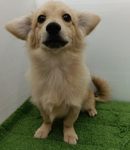 秋田県のポメックス(ポメラニアン×ダックス) (ペットアミ 本荘インター店/2025年5月22日生まれ/男の子/レッド)の子犬の1枚目の画像