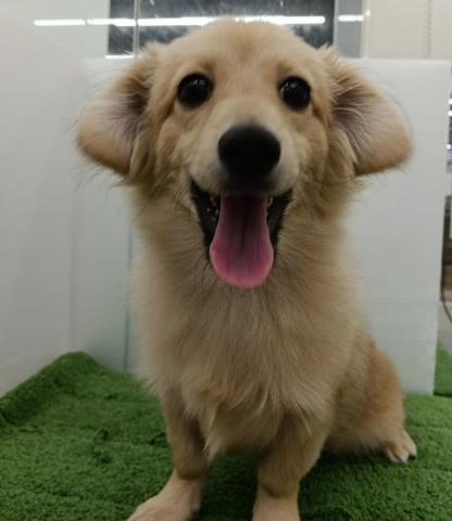 秋田県のポメックス(ポメラニアン×ダックス) (ペットアミ 本荘インター店/2025年5月22日生まれ/男の子/レッド)の子犬の2枚目の画像