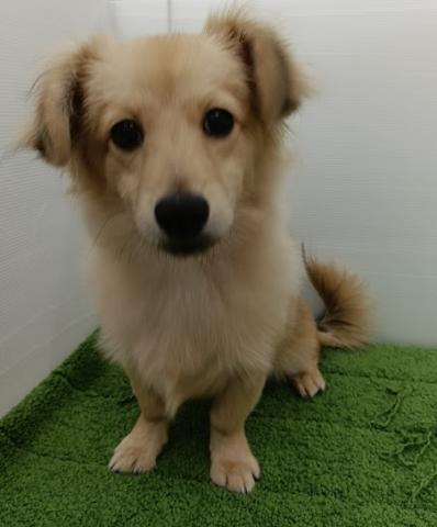 秋田県のポメックス(ポメラニアン×ダックス) (ペットアミ 本荘インター店/2025年5月22日生まれ/男の子/レッド)の子犬の3枚目の画像