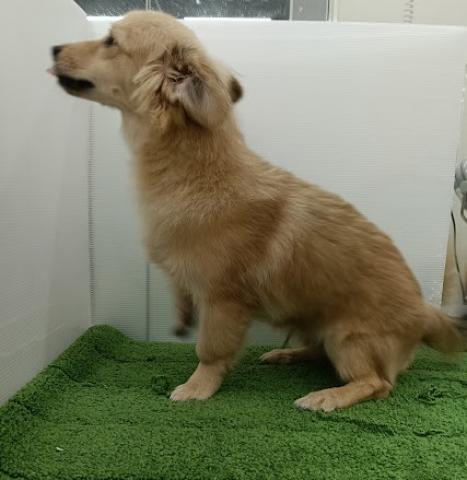 秋田県のポメックス(ポメラニアン×ダックス) (ペットアミ 本荘インター店/2025年5月22日生まれ/男の子/レッド)の子犬の4枚目の画像