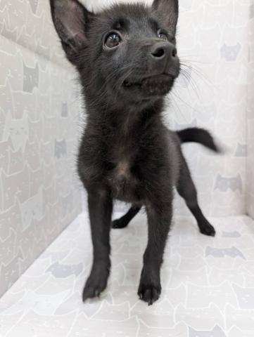 スキッパーキー