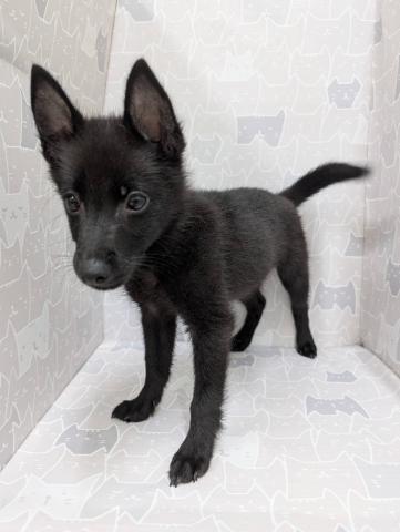 スキッパーキー