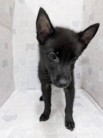 スキッパーキー