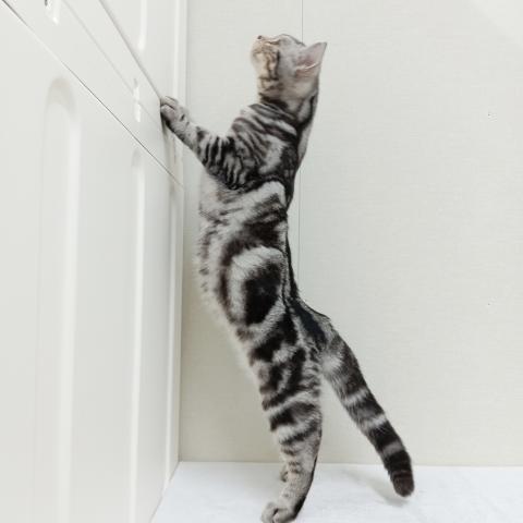 富山県のアメリカンショートヘアー (ペットアミ宮野店/2025年6月13日生まれ/男の子/シルバータビー)の子猫の2枚目の画像