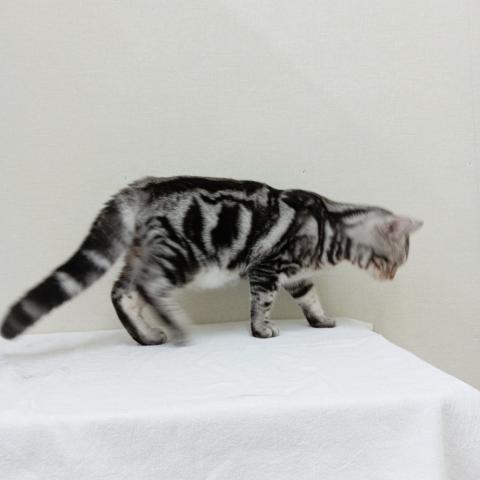 富山県のアメリカンショートヘアー (ペットアミ宮野店/2025年6月13日生まれ/男の子/シルバータビー)の子猫の3枚目の画像