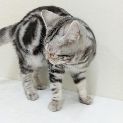 富山県のアメリカンショートヘアー (ペットアミ宮野店/2025年6月13日生まれ/男の子/シルバータビー)の子猫の4枚目の画像