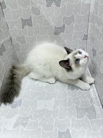 富山県のラグドール (ペットアミ宮野店/2025年6月21日生まれ/女の子/ブルーポイントバイカラー)の子猫の4枚目の画像
