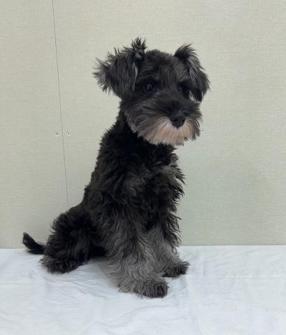 富山県のミニチュアシュナウザー (ペットアミ宮野店/2025年6月21日生まれ/男の子/ソルトペッパー)の子犬の1枚目の画像