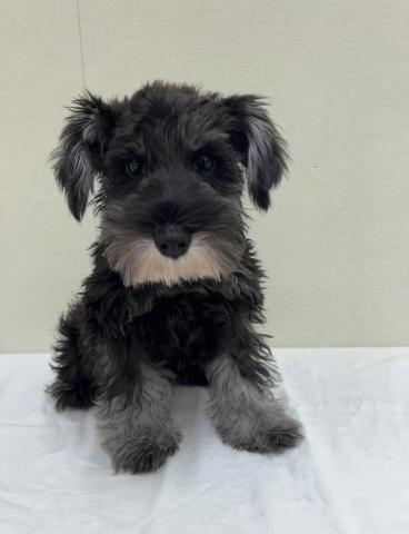富山県のミニチュアシュナウザー (ペットアミ宮野店/2025年6月21日生まれ/男の子/ソルトペッパー)の子犬の3枚目の画像
