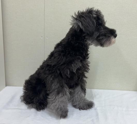 富山県のミニチュアシュナウザー (ペットアミ宮野店/2025年6月21日生まれ/男の子/ソルトペッパー)の子犬の4枚目の画像