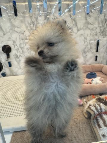 MIXマルチーズ×ポメラニアン