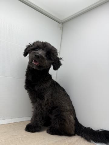 MIXチワワ×トイプードル