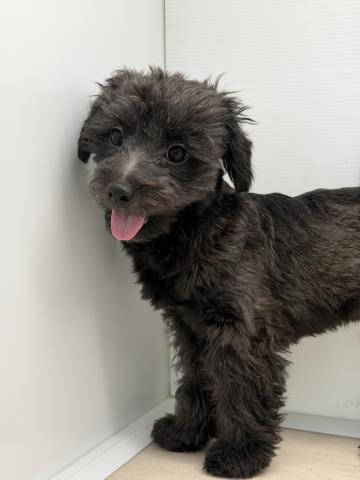 MIXチワワ×トイプードル