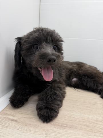 MIXチワワ×トイプードル