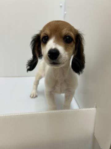 新潟県のハーフ犬・ミックス犬 (ペットアミ 長岡店/2025年8月19日生まれ/男の子/ホワイトブラウン)の子犬