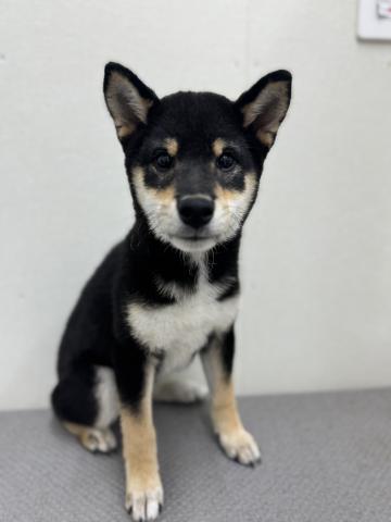 新潟県の柴犬(標準サイズ) (ペットアミ 小千谷店/2025年7月17日生まれ/男の子/ブラック)の子犬