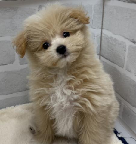 三重県のハーフ犬・ミックス犬 (ペットアミ 松阪店/2025年9月2日生まれ/男の子/アプリコット)の子犬の1枚目の画像