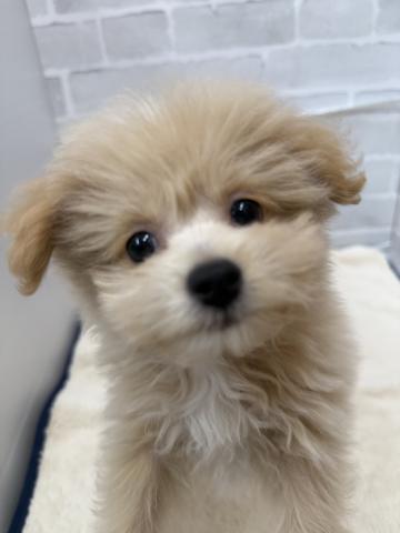 三重県のハーフ犬・ミックス犬 (ペットアミ 松阪店/2025年9月2日生まれ/男の子/アプリコット)の子犬の2枚目の画像