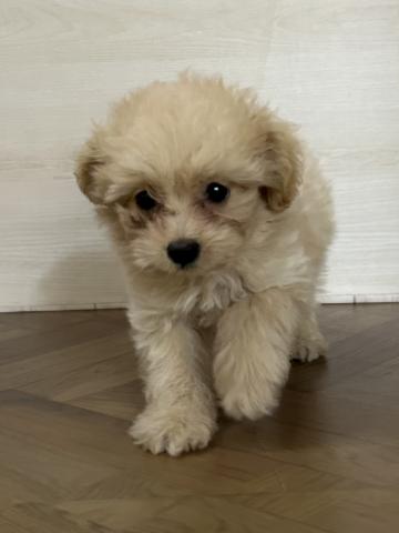 和歌山県のポメプー(ポメラニアン×プードル) (ペットアミ 和歌山インター店/2025年8月17日生まれ/女の子/アプリコット)の子犬