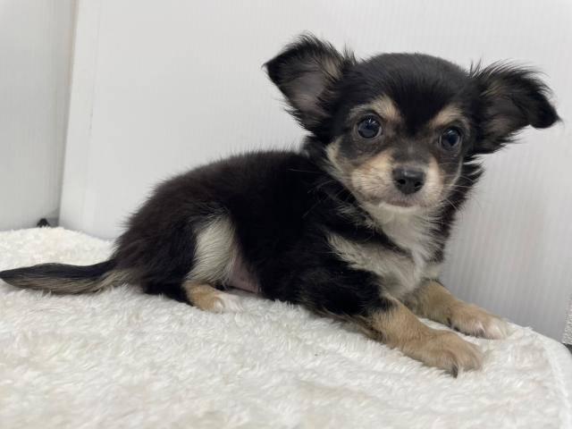 和歌山県のチワワ(ロング) (ペットアミ 和歌山インター店/2025年6月5日生まれ/男の子/ブラックタン)の子犬の2枚目の画像