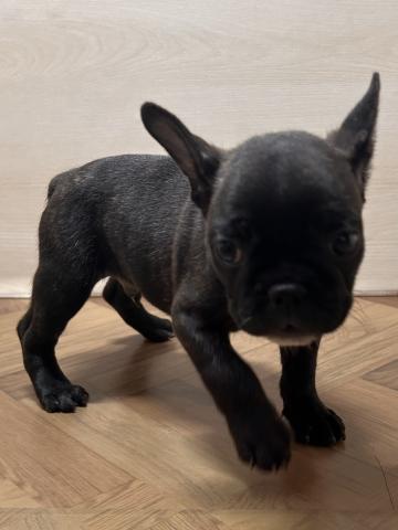 和歌山県のフレンチブルドッグ (ペットアミ 和歌山インター店/2025年8月9日生まれ/男の子/ブリンドル)の子犬の3枚目の画像