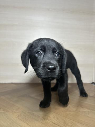 ラブラドールレトリーバー