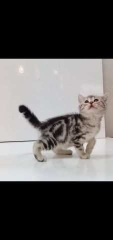 和歌山県のアメリカンショートヘアー (ペットアミ 和歌山インター店/2025年2月16日生まれ/男の子/シルバータビー)の子猫の2枚目の画像