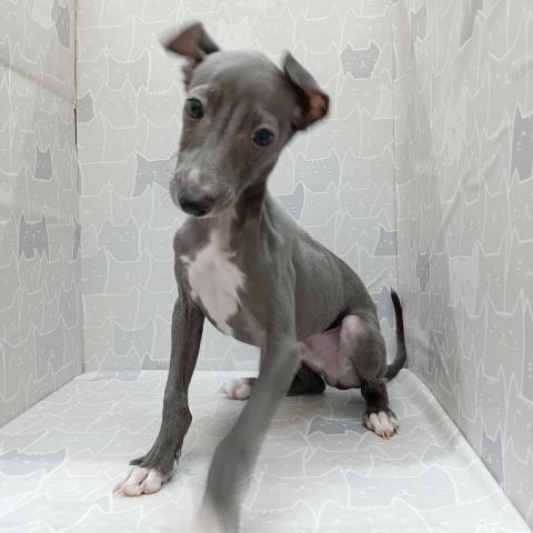 イタリアングレーハウンド