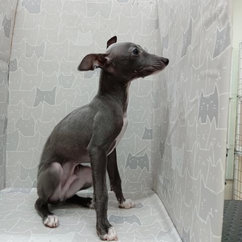 イタリアングレーハウンド