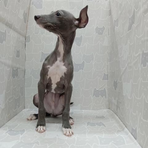 イタリアングレーハウンド