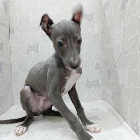 イタリアングレーハウンド