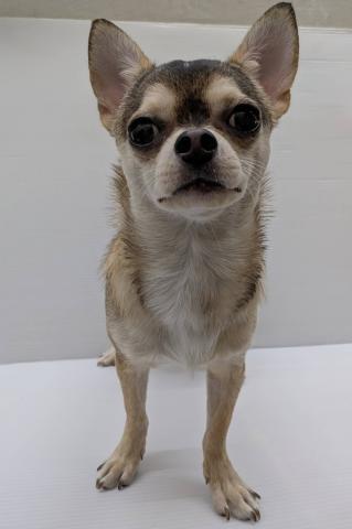 チワワ（スムースコート）